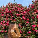 제주 여행 : 제주 서귀포 동백꽃 명소 마노르블랑 감귤 체험, 동백꽃 정원 내돈내산 후기