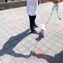 서울 근교 양평 애견 수영장 펜션 이든독 + 남한강 뷰 펫 푸드 교육 후기