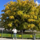 은행공원 앞(계양구청 방면) | 인천 장수동 은행나무 단풍 실시간 위치 주차