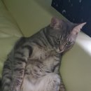꼴통집 이미지