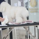 앙볼리 펫샵 이미지