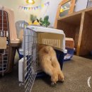 행복켄넬 이미지