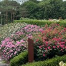 레미엣나 (주) 연꽃향기 | [여행](전주) 전주수목원 장미의뜨락 장미원 장미 개화현황 및 주차팁