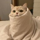 원조김밥 | 강민경 맛집, 서초동 흑미원조2018 식물원김밥 후기