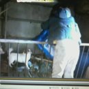 돼지두마리 이미지