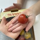 마리네이드 | 청라 코스트코 칵테일토마토로 마리네이드 만든 후기