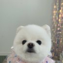 도그라움 이미지