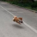 꼬꼬마분식 이미지