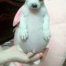 댕댕이꺼 이미지