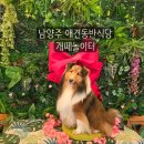 개이뻐 | 남양주애견동반식당 개떼놀이터