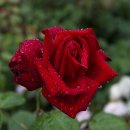 "Rose Queen" 선발대회 공고! 이미지