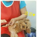 프리티 도그&캣 이미지