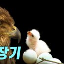 사계절을 관찰한 참매의 짝짓기부터 부화, 육아, 성장 과정 이미지