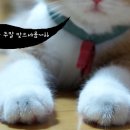 개발새발 이미지