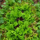 5월9일 밥상이야기 이미지