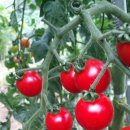 해진농장 이미지