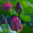 함안 연꽃테마파크 홍련이 활짝 피었네 이미지