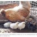 엄마닭 이미지