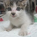 설악동물병원 이미지