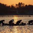 대포갯벌 이미지