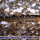 어류도감 이미지