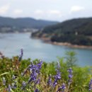 생태농원소향 이미지