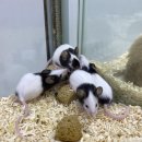 메리펫샵 이미지