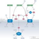 Re: Targeting oxidative stress in disease: promise and limitations of antio 이미지