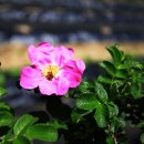 모래벌농장 이미지