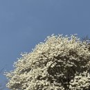 여수시립돌산도서관 | [여수] 여수목련명소 ‘여수시립돌산도서관’ | 여수목련, 여수목련나무, 여수목련실시간, 여수목련개화...