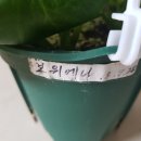 시랑 초등학교 이미지