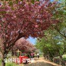 숲머리 | 경주 겹벚꽃 숲머리길 가는 방법 위치 실시간 개화상황