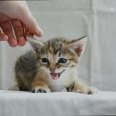 진선동물병원