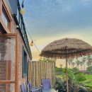 스테이나무 이미지