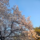 김흠조 부부 묘 출토유물 | 경주 대릉원 돌담길 벚꽃 축제 천마총 APEC 관광명소 전시관