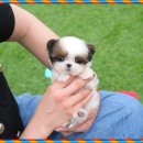 강아지분양 테디럽 이미지