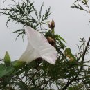 하얀메꽃 이미지