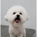 멍멍애견샵 이미지