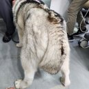대전메디컬 | [대형견 건강검진 후기] 대전동물메디컬센터 숲