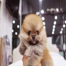 The 쇼독 이미지