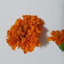 메리골드 이미지