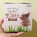 냥이친구 네이버블로그