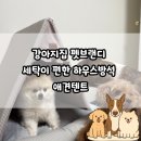 사계절 애견 켄넬 | 강아지집 펫브랜디 세탁이 편한 하우스방석 애견텐트