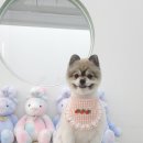 섬댕 강아지 미용실 네이버블로그