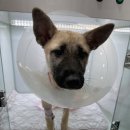 아이봄동물병원 | 포인핸드로 깜순이 입양하고 중성화 수술 비용 지원 받은 후기