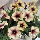 플럼블라썸(Plum Blossom) | [공지] (씨앗신청)2026년-아름답고 멋진 "페츄니아/칼리브라코아" 씨앗~!