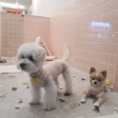 꽃길만 걷게 해줄'개' 이미지