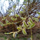 버들강아지 이미지