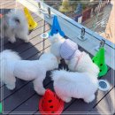 평화유치원 | 강남 서초 애견유치원 미용 가격 마음에 든 켈리독 후기