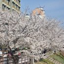 동촌역 자전거 주차장 | 대구 동촌유원지 벚꽃 개화시기, 주차장, 실시간 4월 국내여행 축제 가볼만한곳